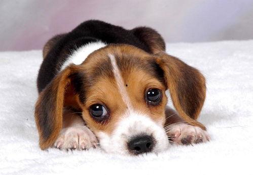 娱乐吃瓜菌小狗视频下载